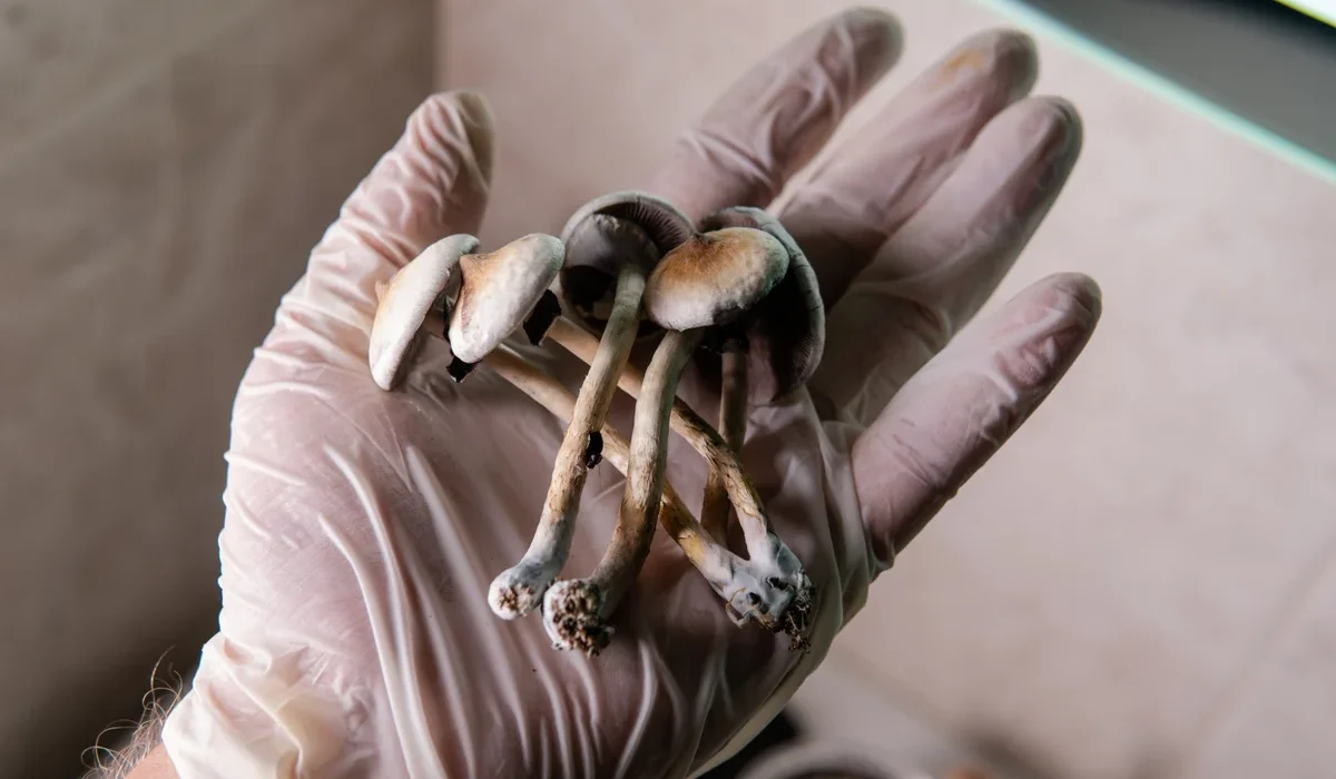 Curious about the future of psychedelic medicine? Role of magic mushroom gummies